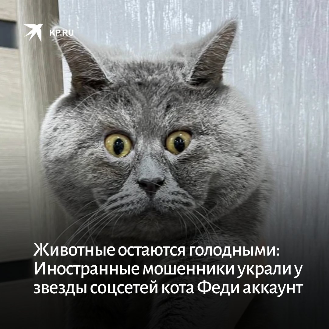 Удивлённый кот Федя из Ростовской области