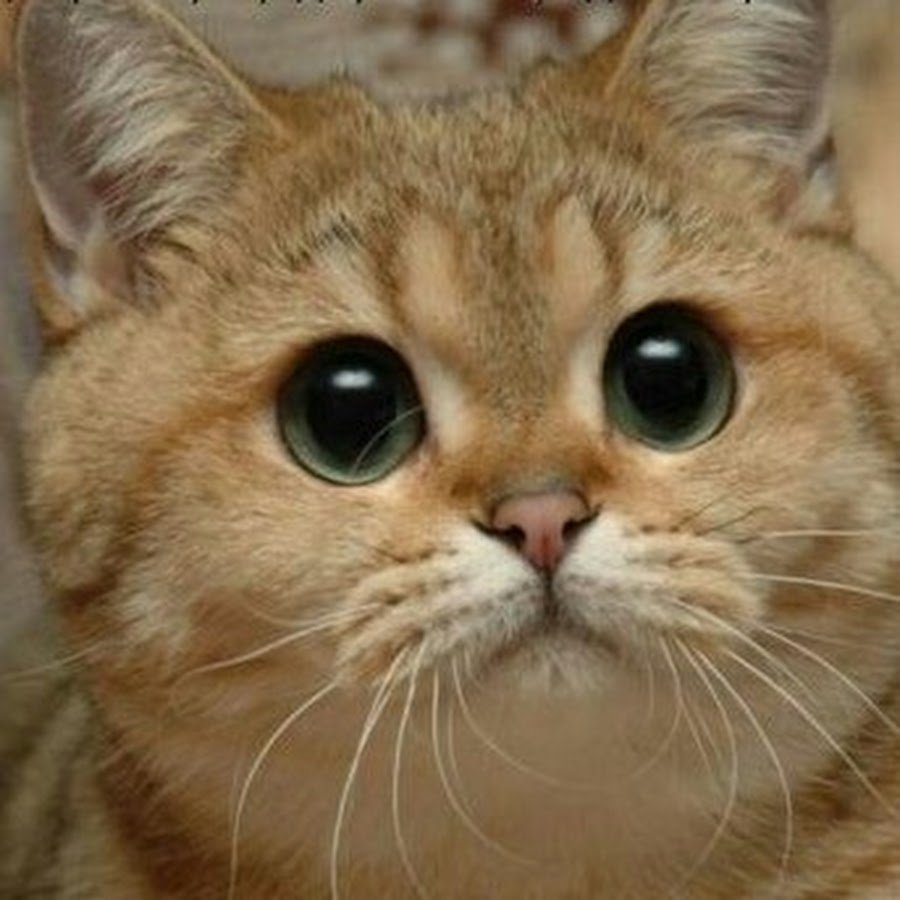 Привет Саша