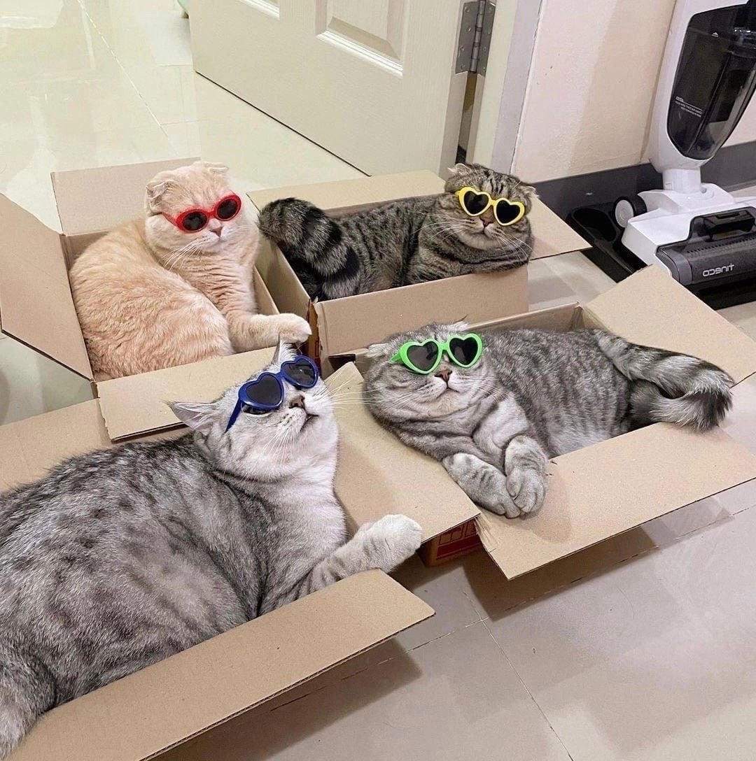 Барсик кот серый полосатый