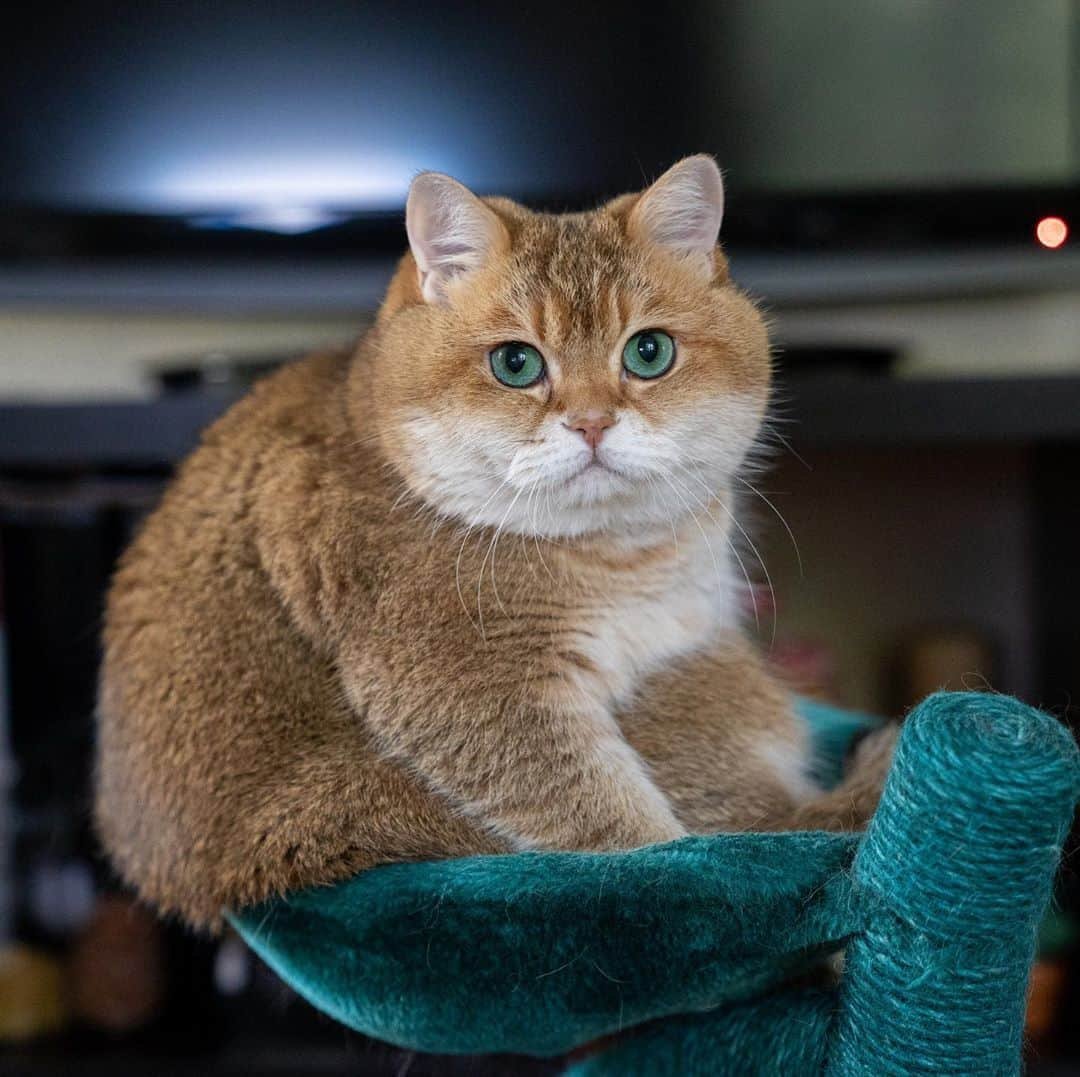 Шотландская Хосико