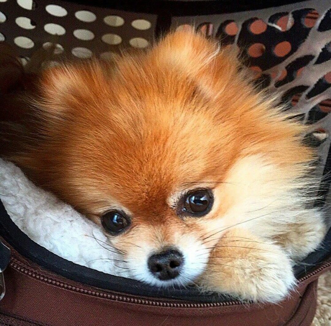 Шпиц померанец