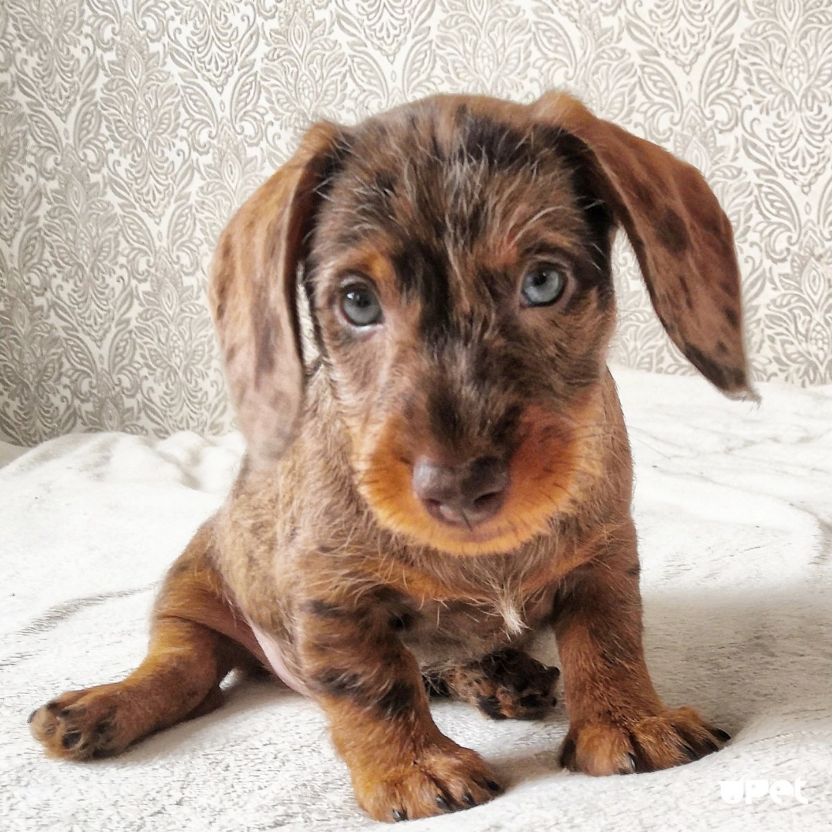 Такса кроличья жесткошерстная