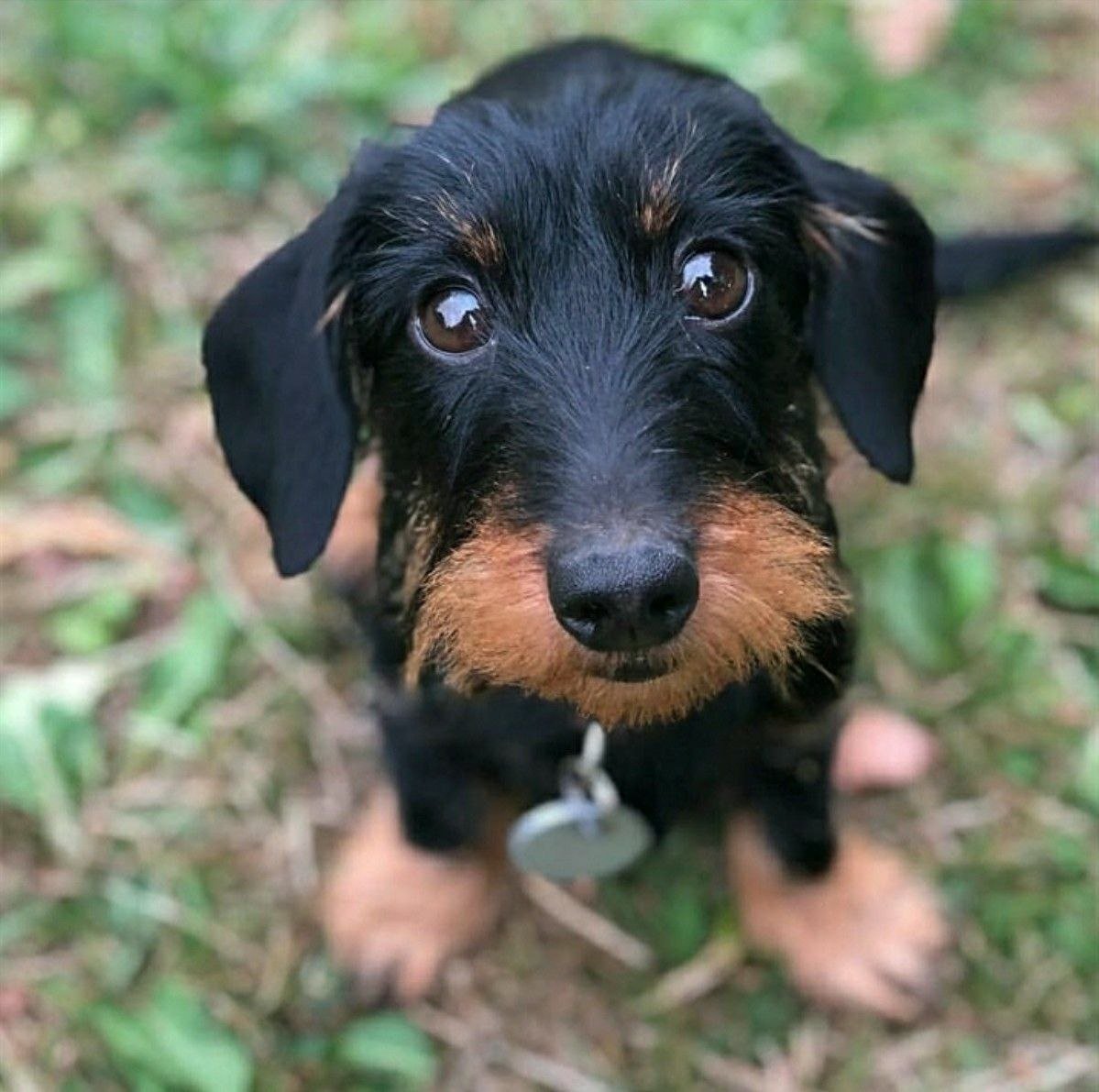 Такса кроличья жесткошерстная