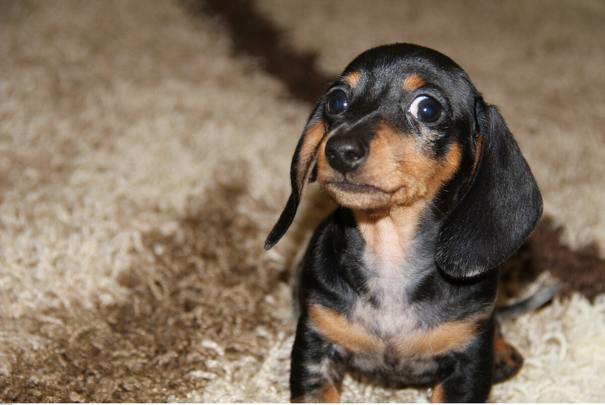 Такса порода собак