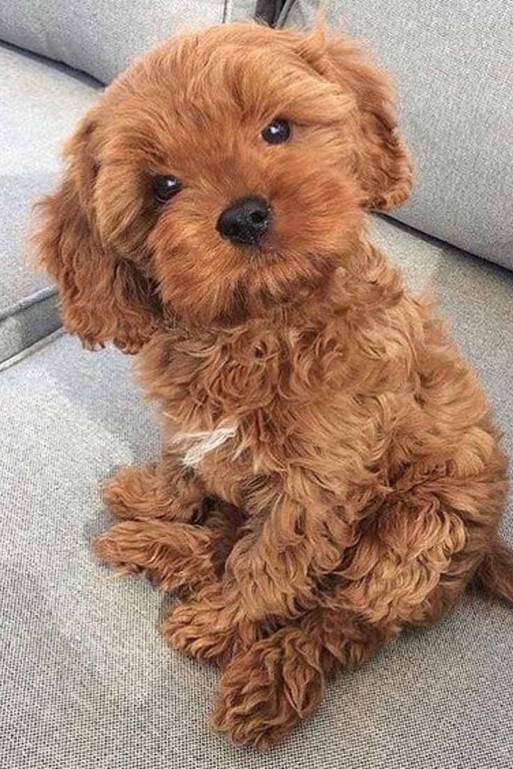 Мальтипу ф2 взрослая