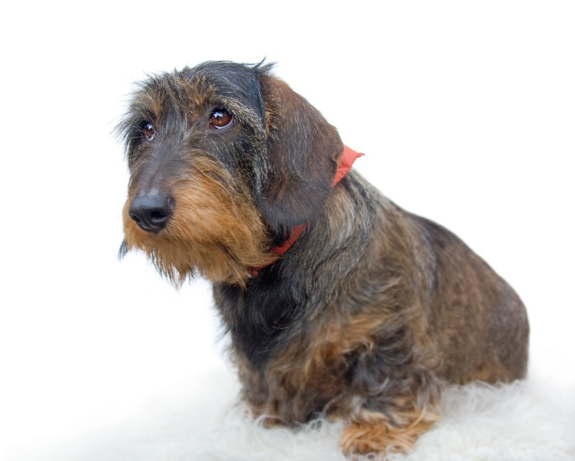 Такса кроличья жесткошерстная