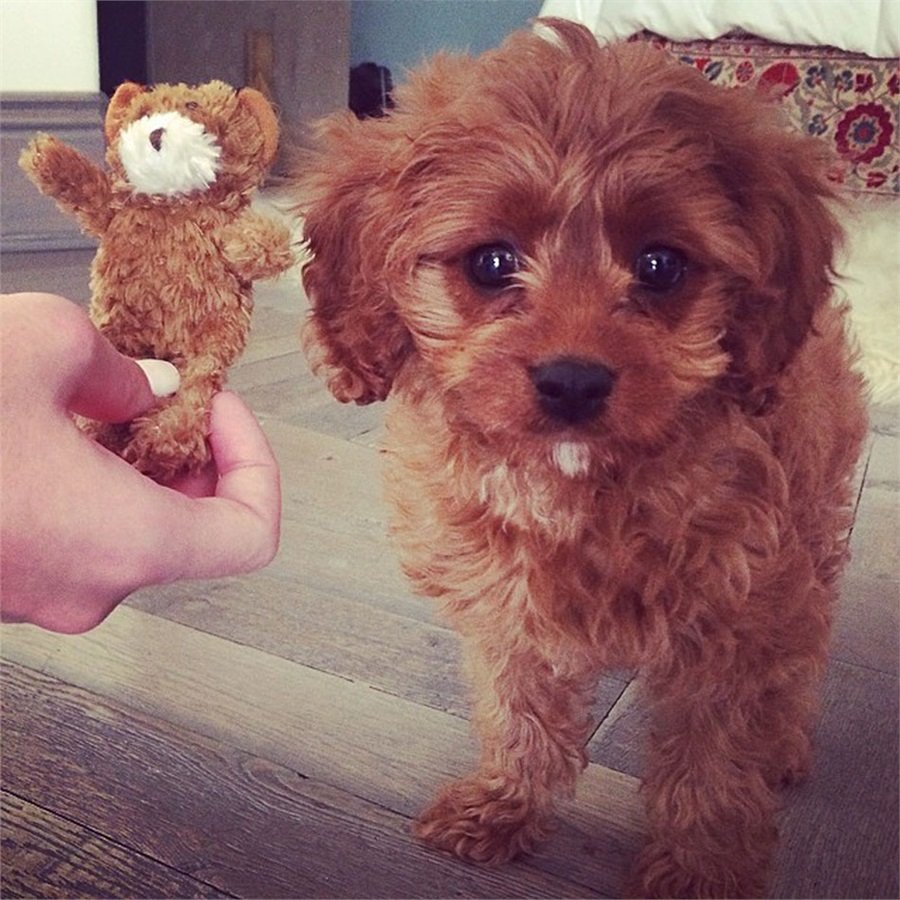 Щенята мальтипу в чашке