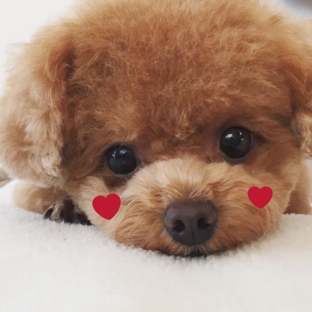 Тедди пудель мальтипу