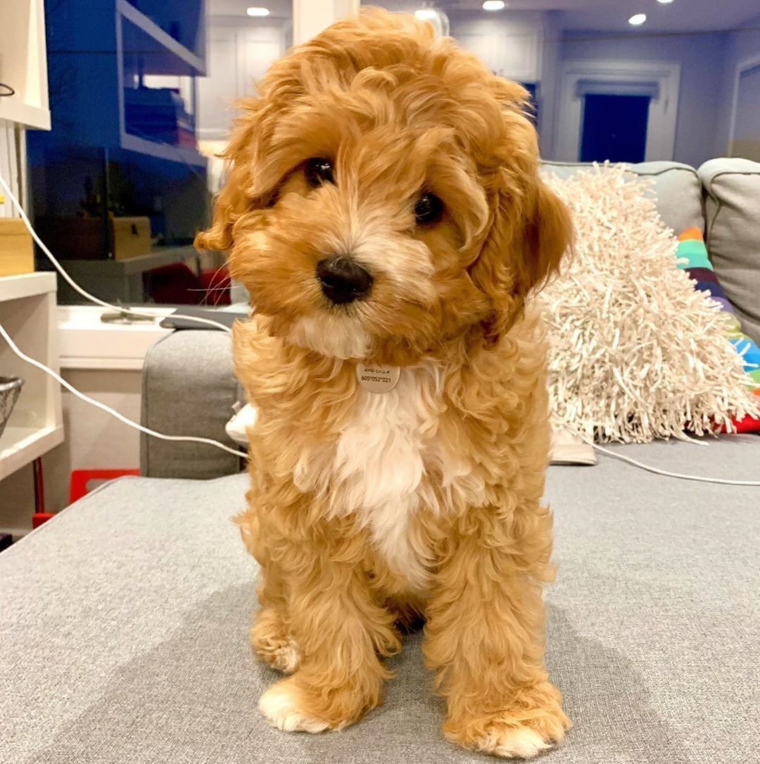 Мальтипу микро Тедди