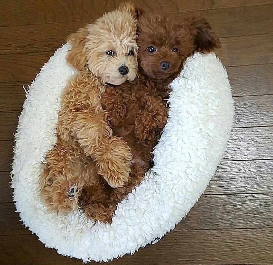 Мальтипу терьер