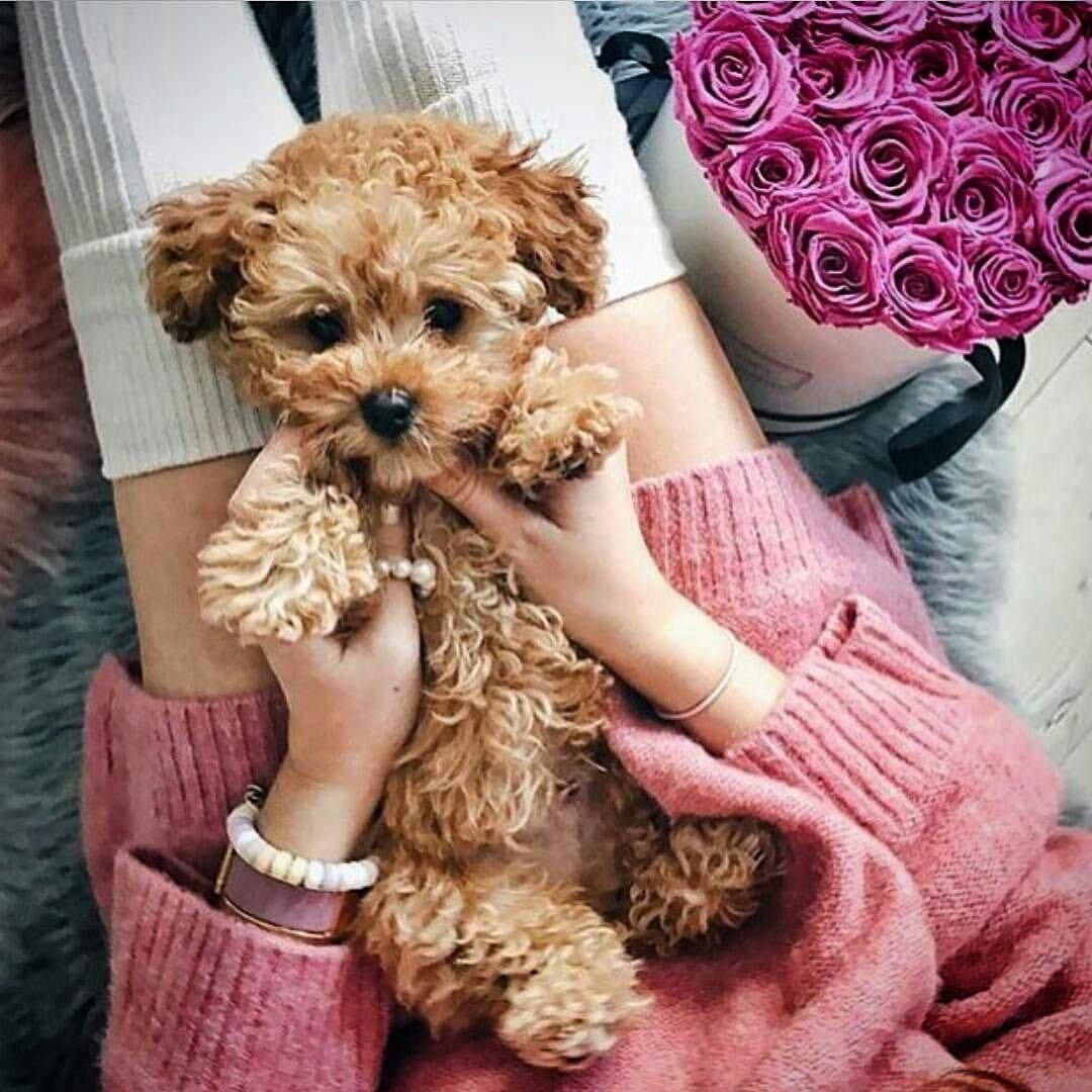 Померанский пудель