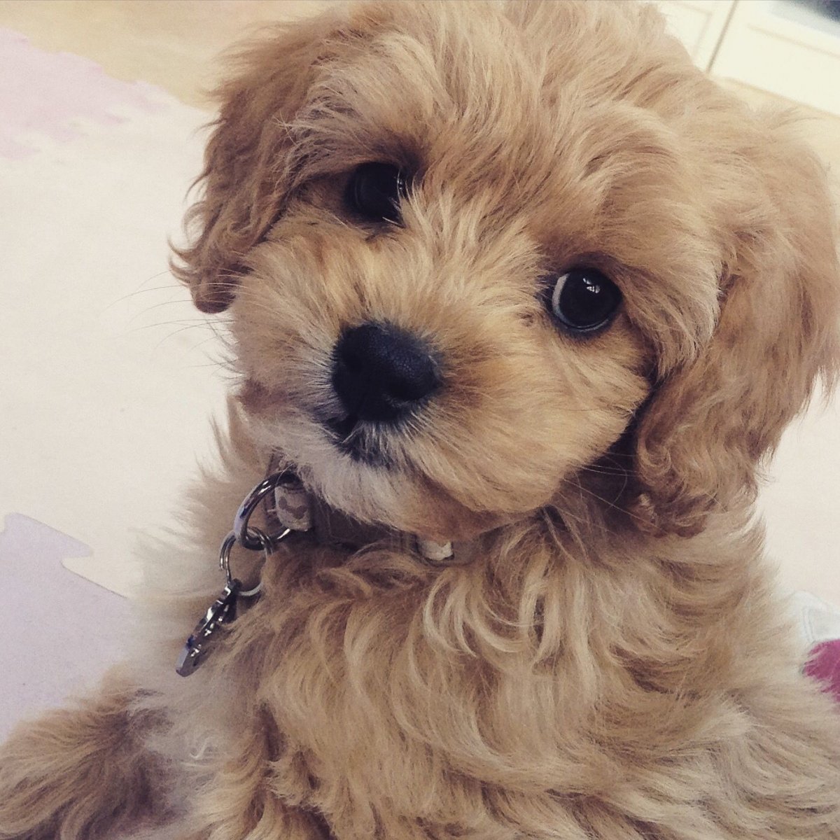 Мальтийский пудель