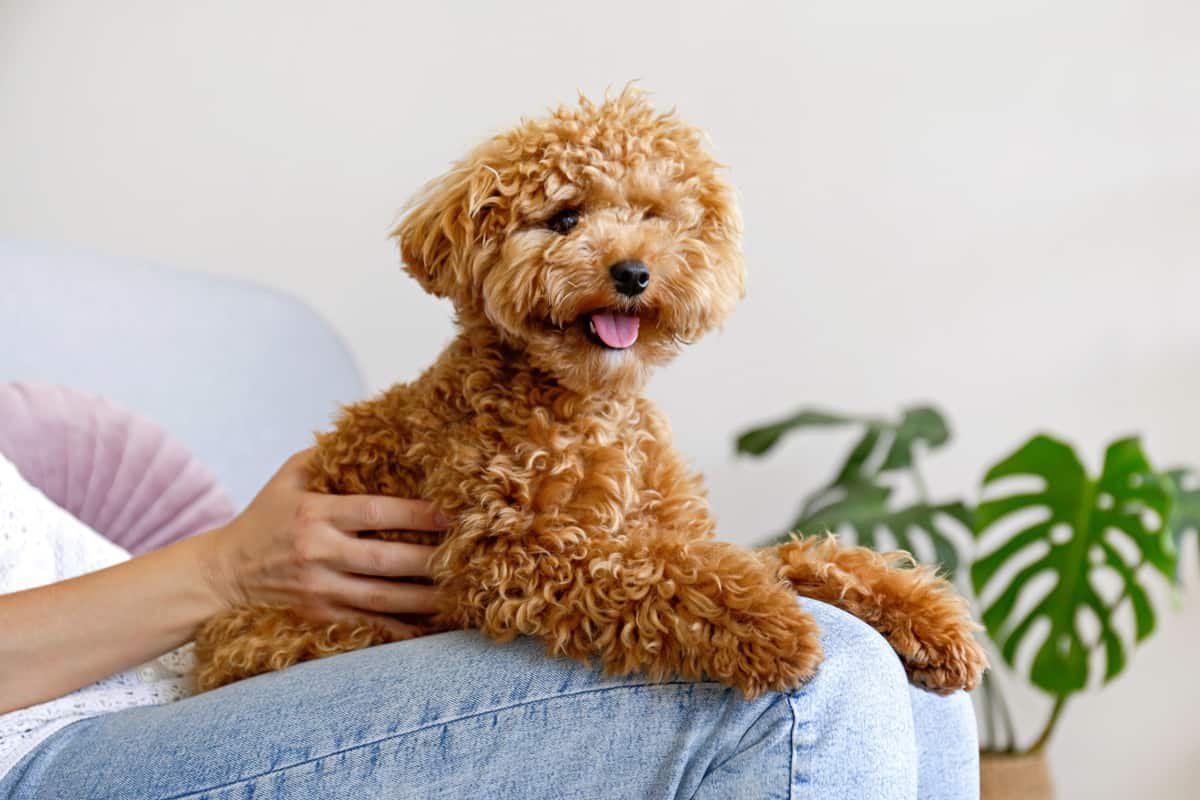 Кавапу и мальтипу