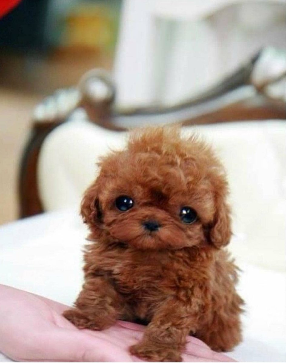 Мальтипу гладкошерстный