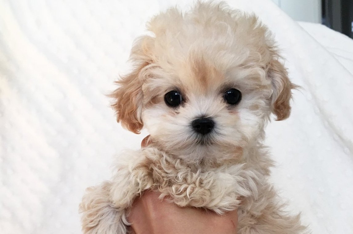 Пудель мальтипу