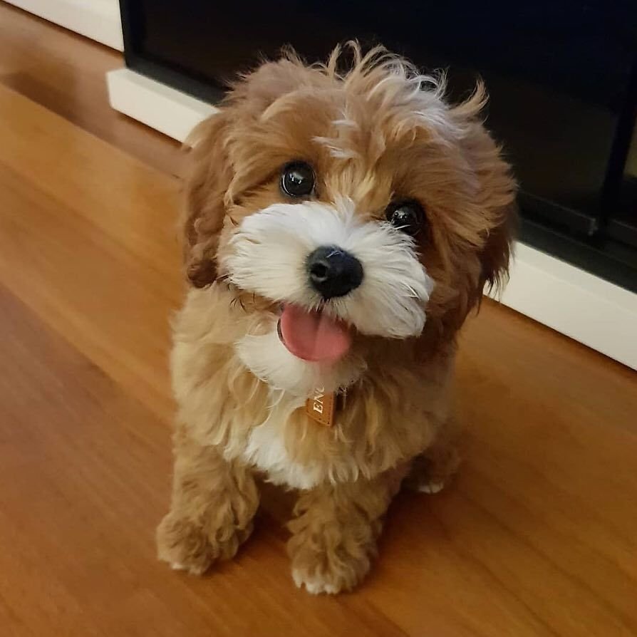 Лабрадудль и мальтипу