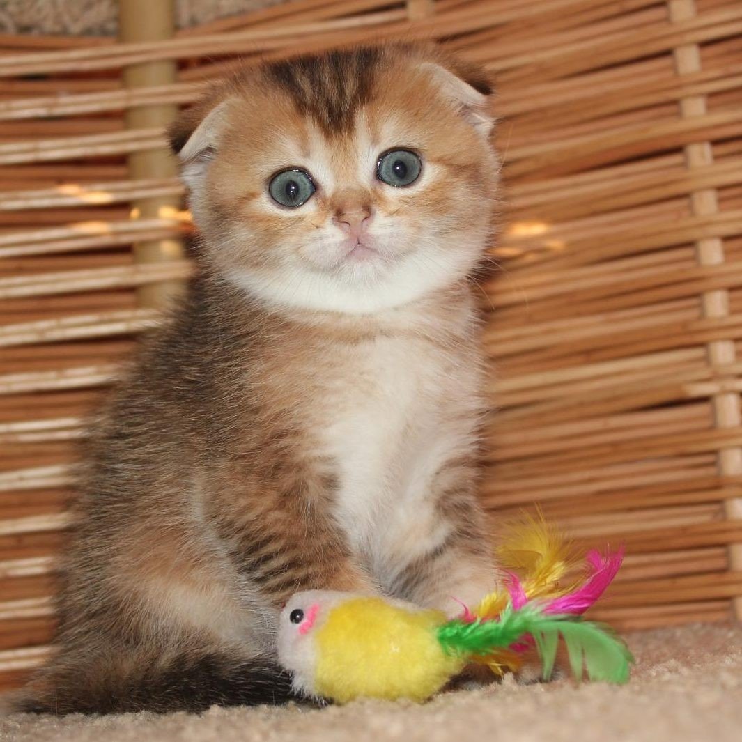 Британская Золотая чёрная тикированная шиншилла купить в СПБ