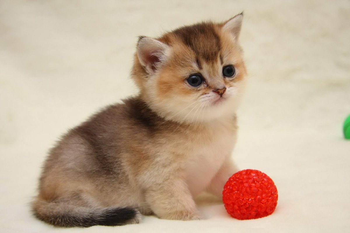 Золотые шиншиллы 24