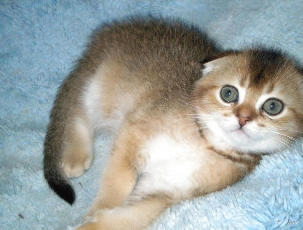 Британская шиншилла Хосико