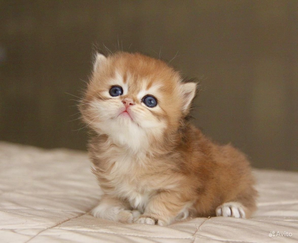 Золотистая шиншилла Британская