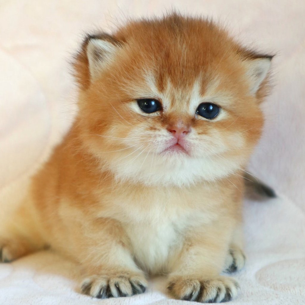 Британский кот Золотая шиншилла