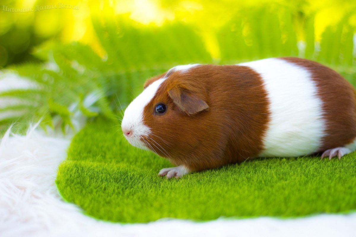 Cavia Guinea Pigs
