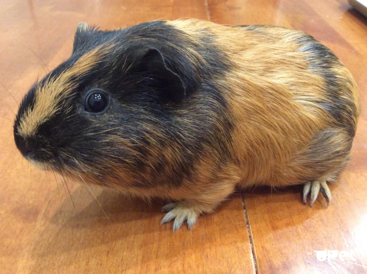 Морские свинки породы Куи