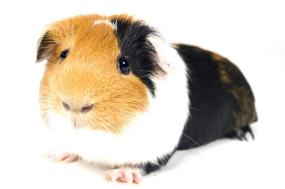 Cavia для морских свинок