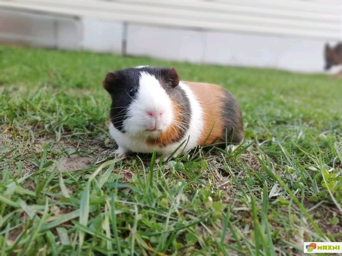 Cavia для морских свинок
