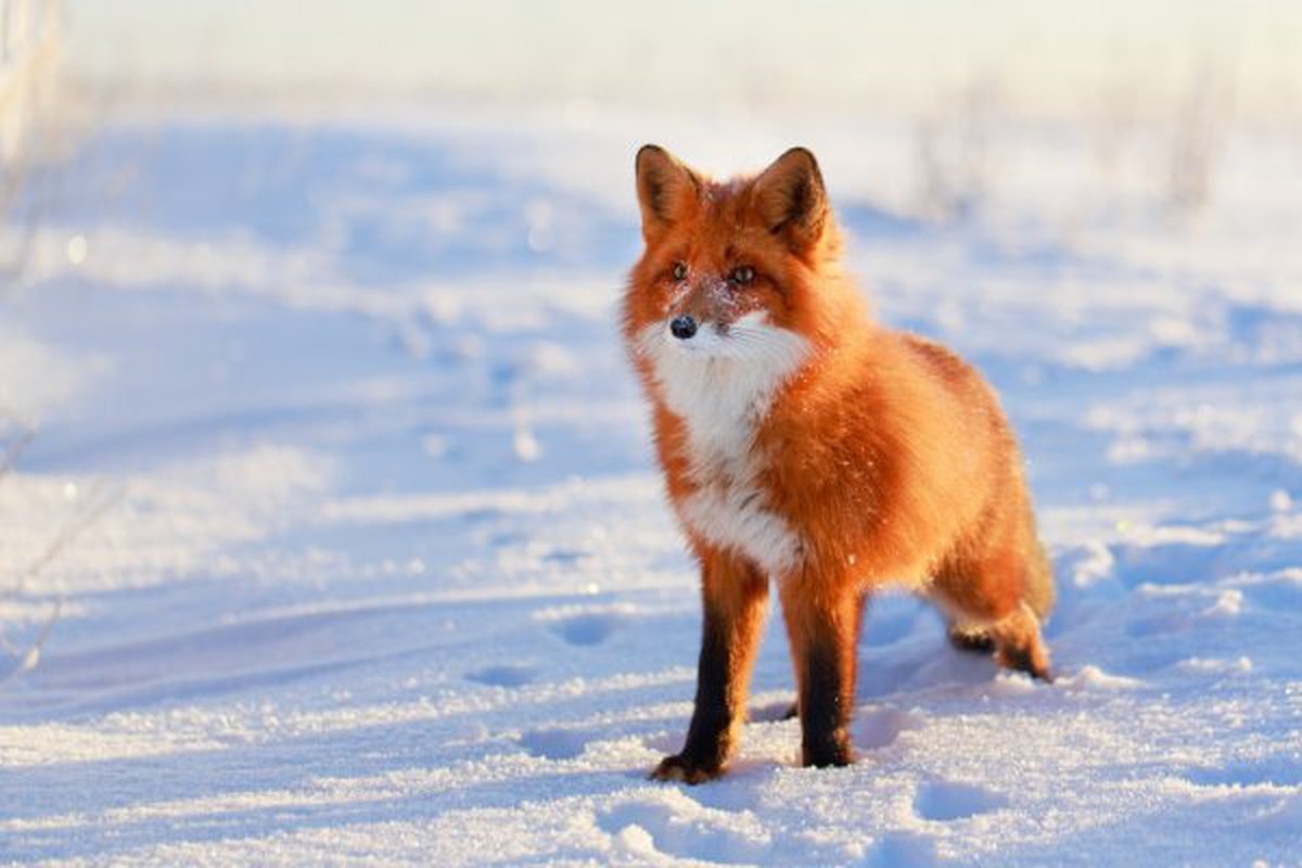 Лисица огневка