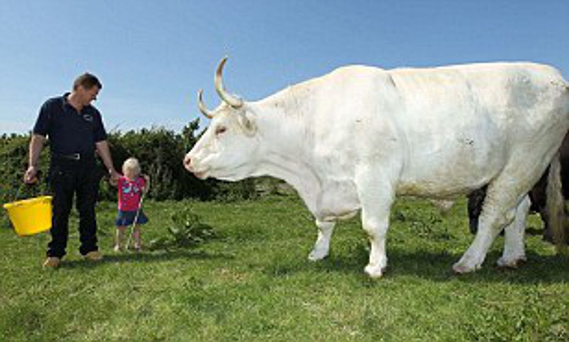 Бики б. Самый большой бык Шароле. Самый большой бык в мире Донетто. Белый бык Шароле. Маунт Катадин корова.