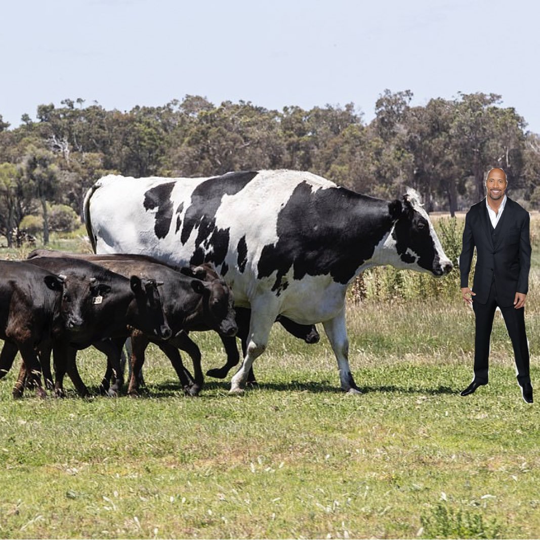 Голштинский бык Никерс