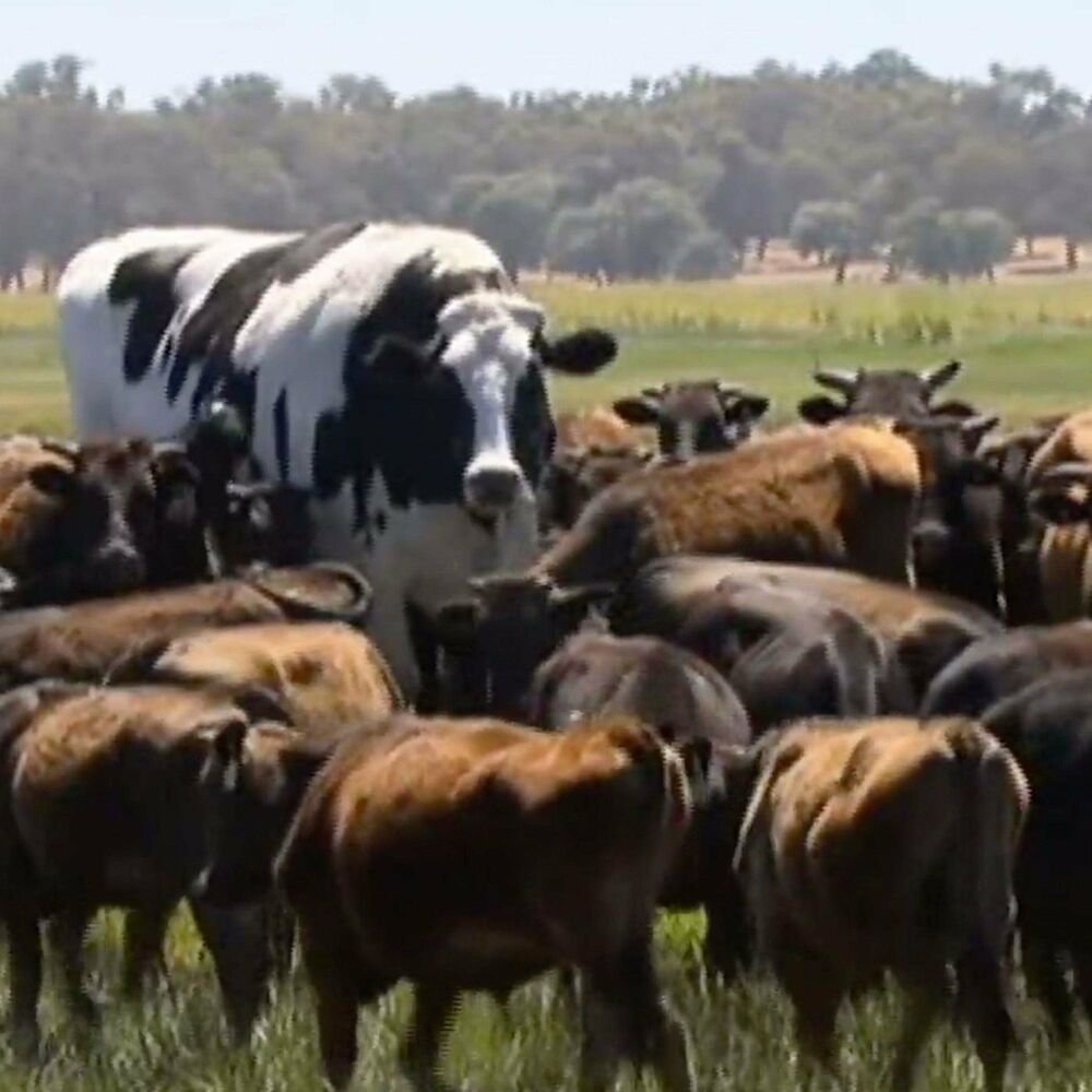 Австралийский бык Никерс