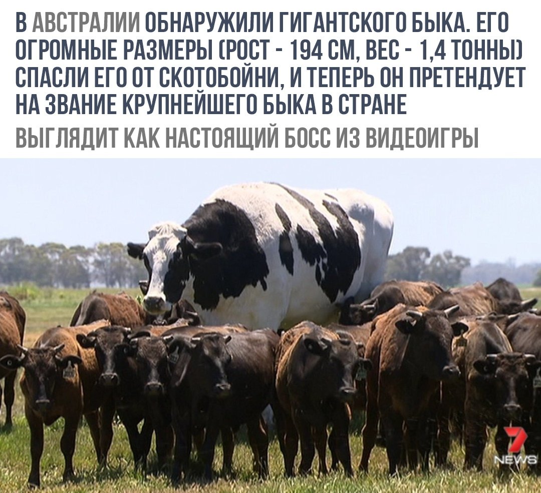 Бельгийская мясная порода Быков