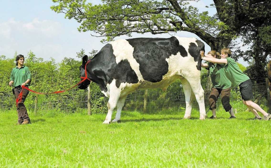 Самый большой бык в мире