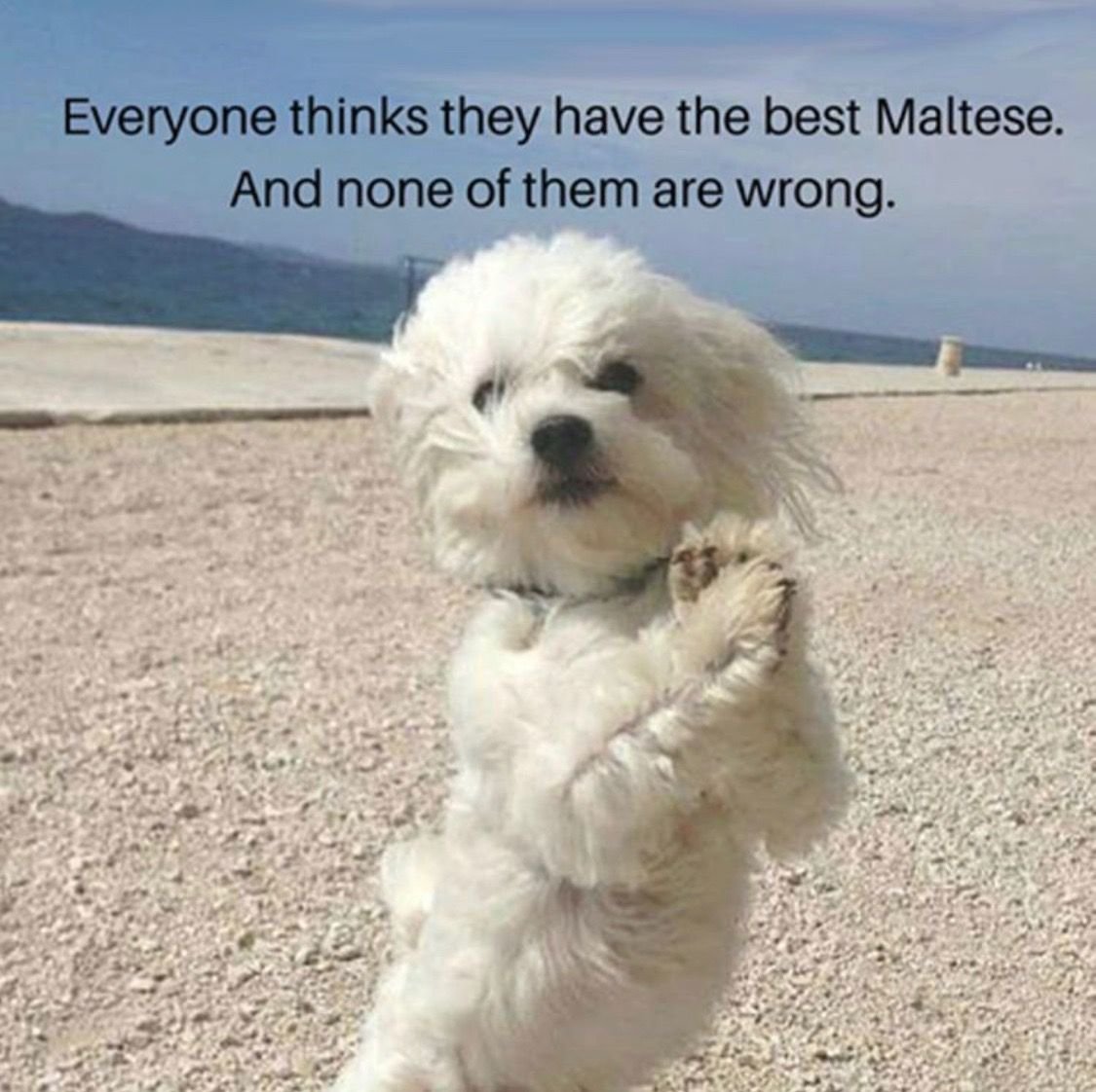 Той пудель мальтипу