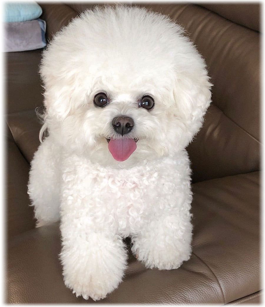 Пудель Бишон фризе