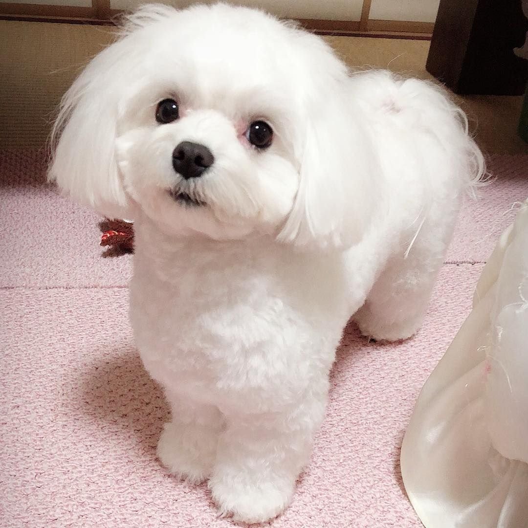 Танец маленьких собачек