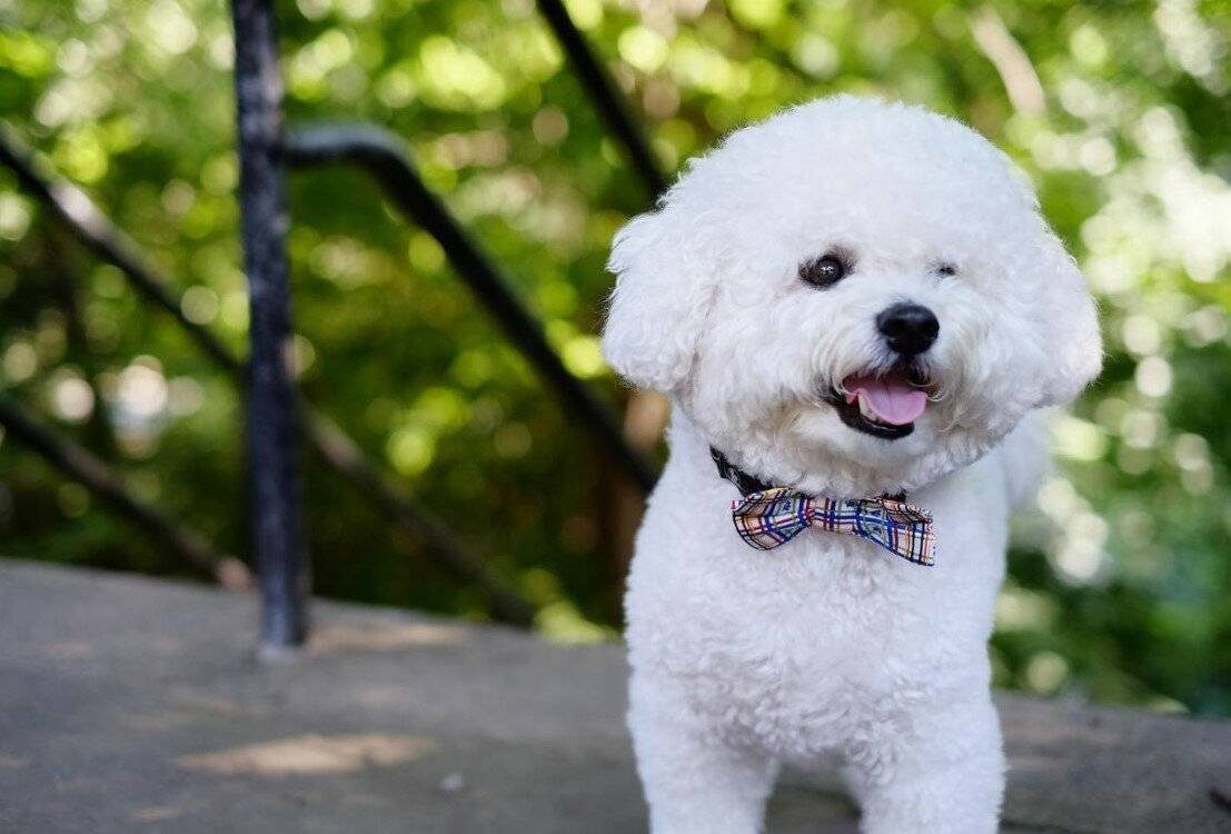 Собачка Бишон фризе