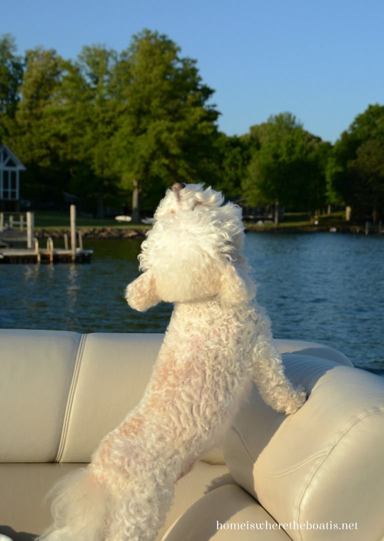 Бишон терьер