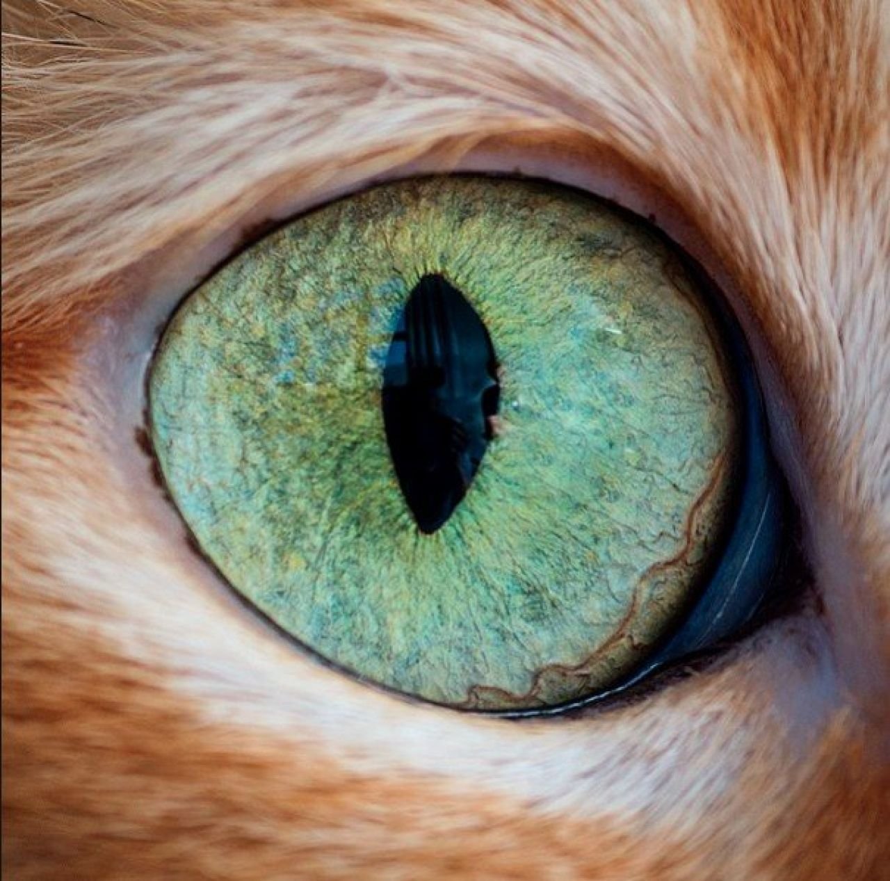 Название животного глаза. Глаза кошки. Кошачий глаз. Кошачий зрачок. Зрачок глаза кошки.