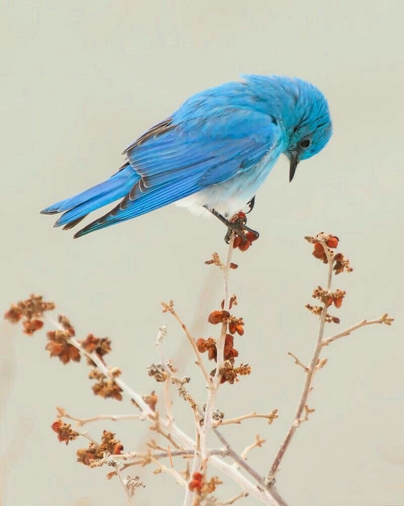 Голубая сиалия