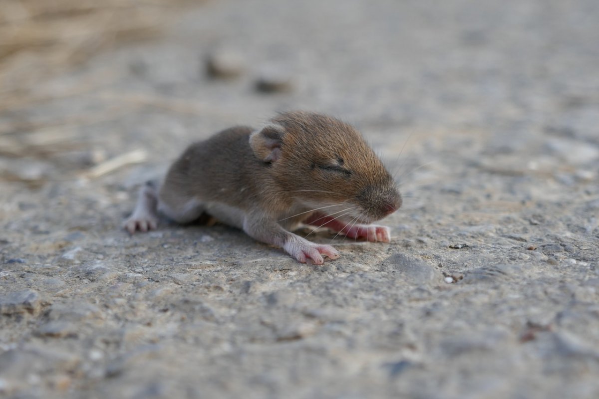 Наглая крыса