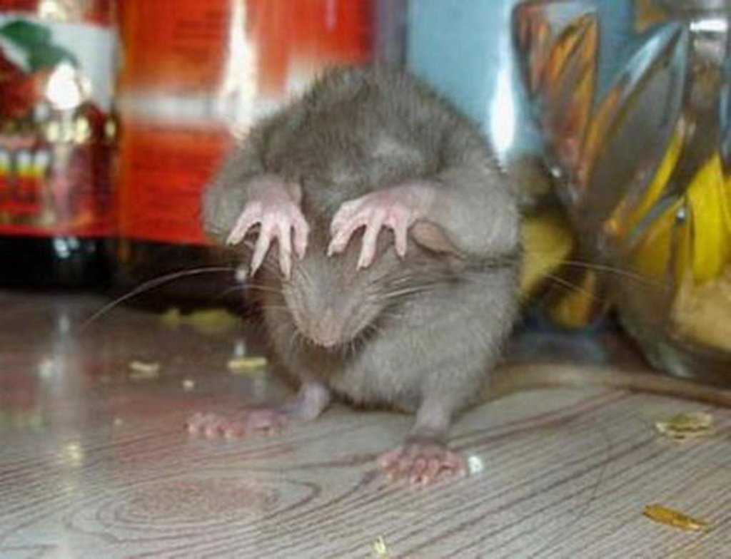 Земляная крыса лемминг