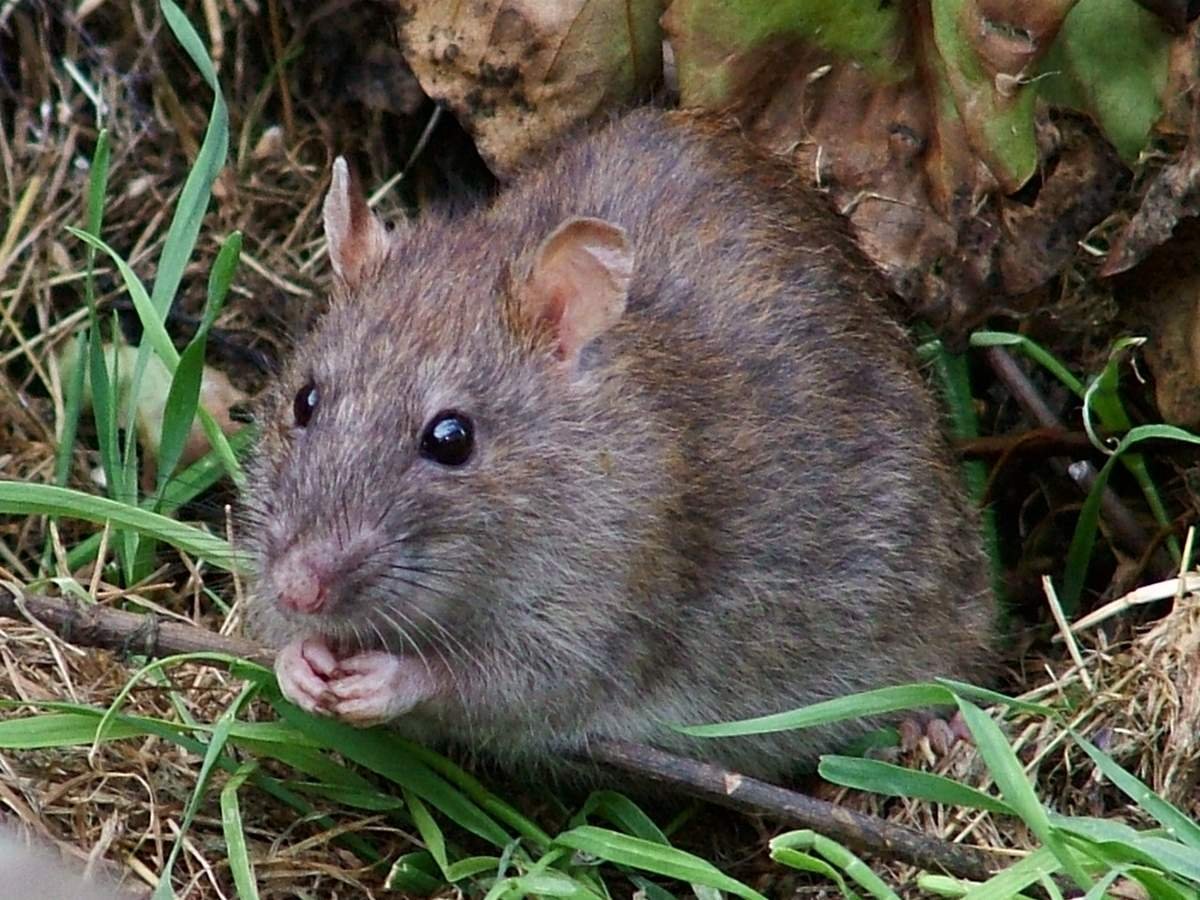 Грустная крыса