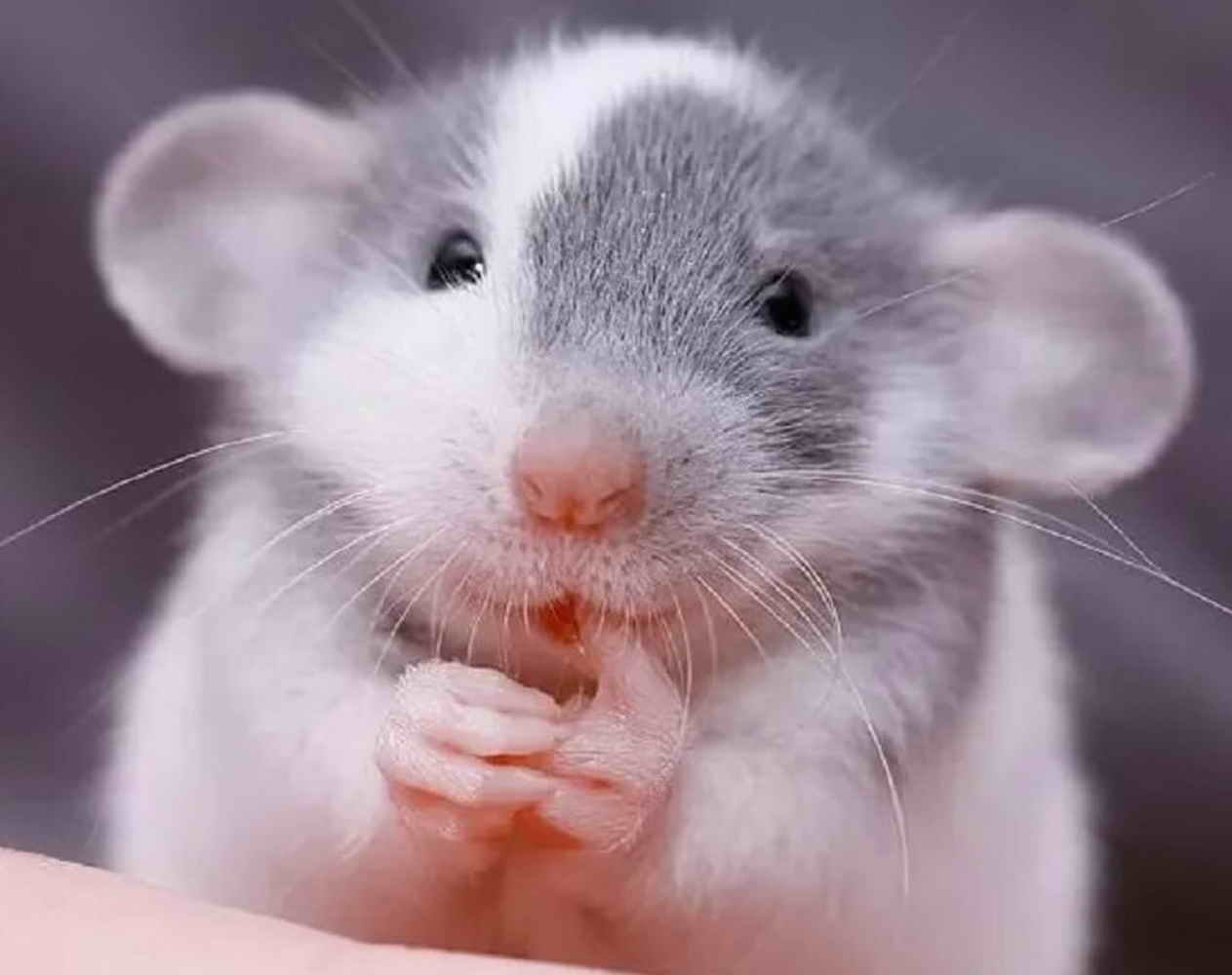Маленькие живые мышки. Крыса Дамбо рекс. Крыса породы Дамбо. Крысята Дамбо. Декоративная крыса Дамбо.