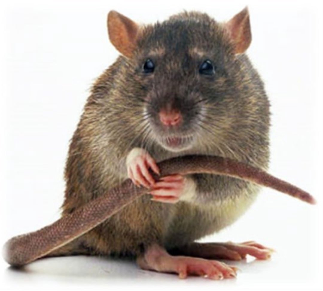 Крыса Дамбо клетка наполнитель