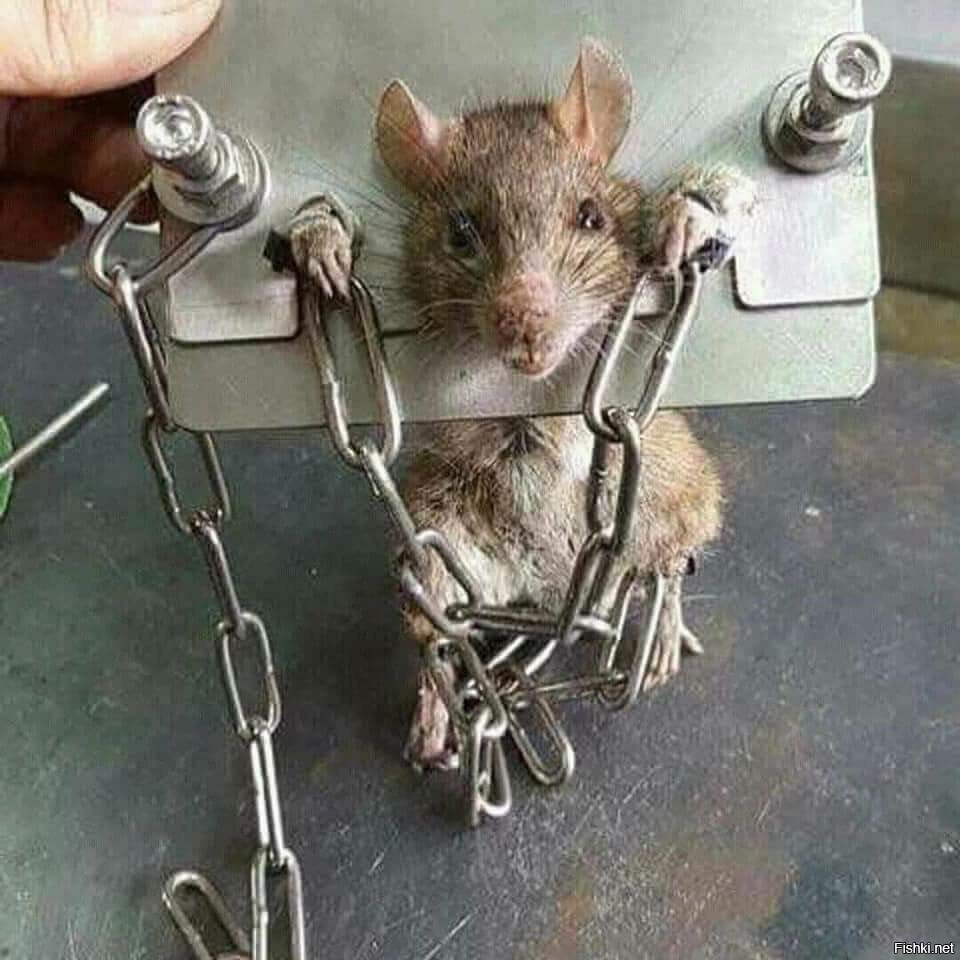 Мокрая мышь