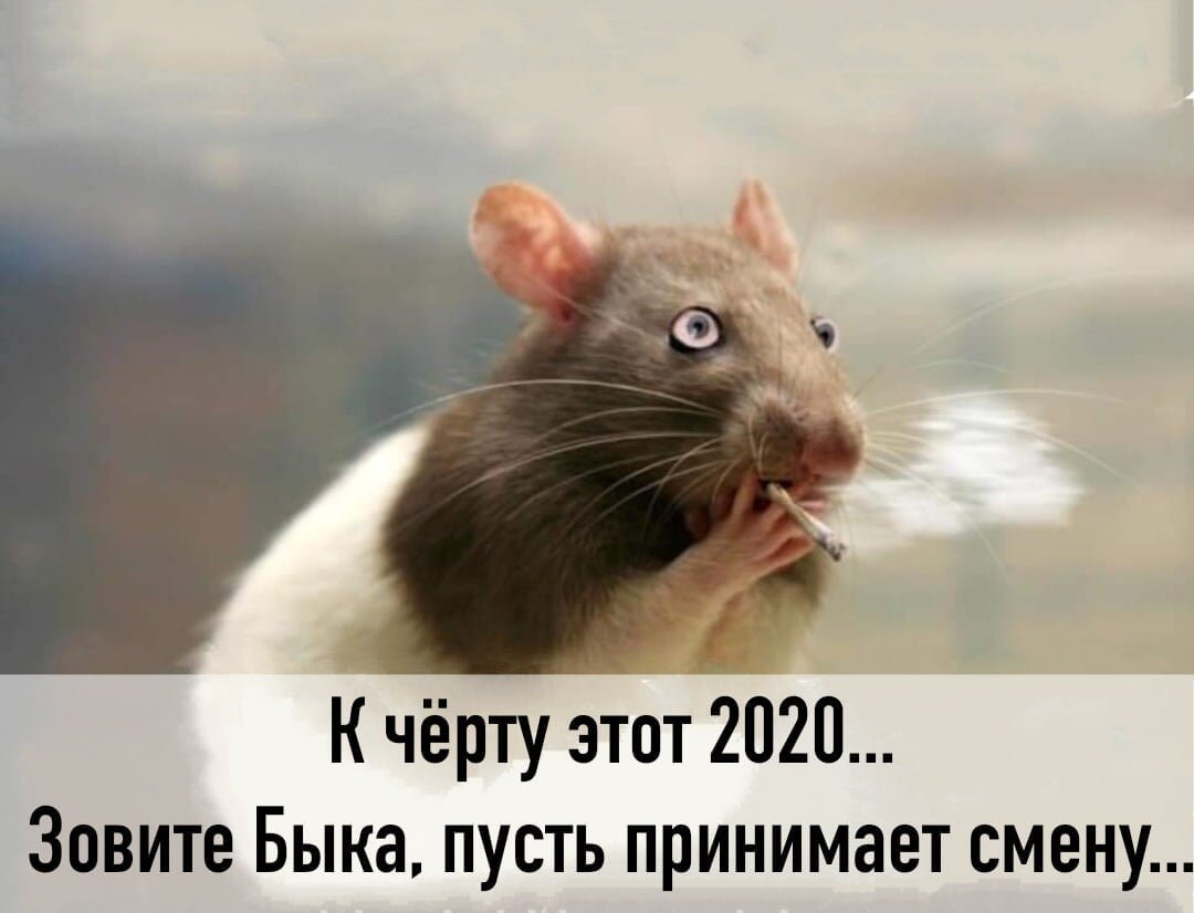 Мышь крадется Мем