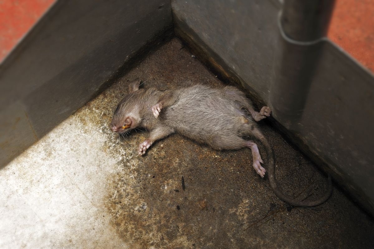 Крыса смеется